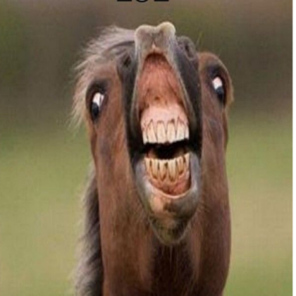Funny-horse Roblox decal