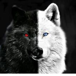 Dark Wolves!