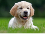 Doge sguad