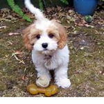 Small Dog Fan Group!