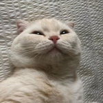 TheCatsTower - 고양이 타워