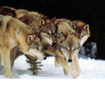 The_Wolf_Clan