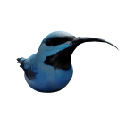 Shining Honeycreeper