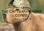 Capybara marine corps.