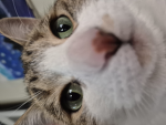 KittyMckittens
