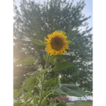 Sunflower palace