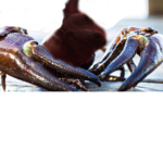 The Lobster Dog Cult