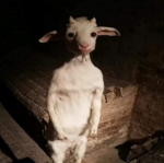 Goat in a blender