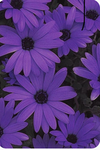 Purple tigers heart