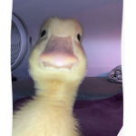 Duck Clan :)