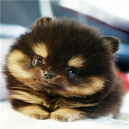CUTE! Roblox decal