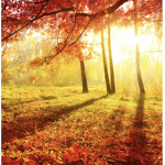 ~*~The Autumns~*~