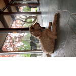 I love cats and welcome to the cat channel