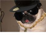 The Pug Life