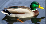 PATO GRUPO