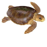 Anti-Turtle