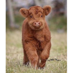 Skinny Cows :D