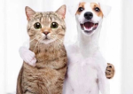 Ghøšt Fâçë