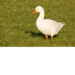 Goose Complex