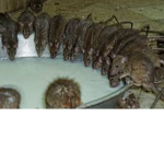 Eg murderer and rat cult