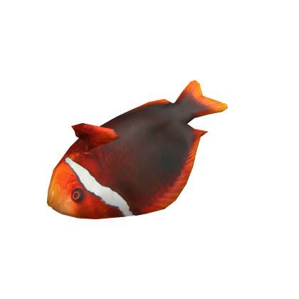 Killer Fish From San Diego