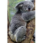 Koala Squad:)