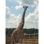 the animal squad #animals