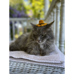 a group for my cat