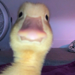 -Ducky Army-