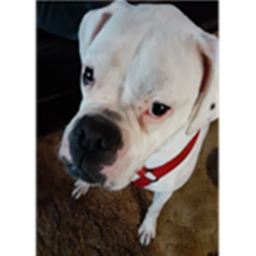 arlo the dog club hangout