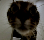 Cat emoji cute