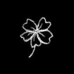 White Clover.