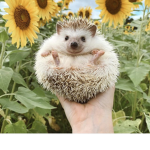 Goodmorningsunshine