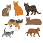 Cat square
