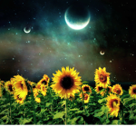 midnight sunflower group