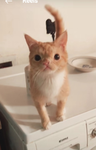 QtTaffy