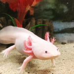 earth worm sally appreciation