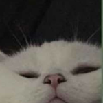 b r u h v