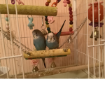 Parakeet fans