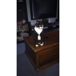 Elizaooo0001 & Jacob the cat