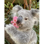 KOALAS X PANDAS