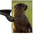 Dark wing group