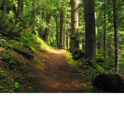 Forest meeting