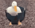 Swinging duck productions