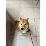 Shiba not inu