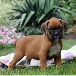 Boxer puppies cuteness