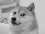 Doge army for your protect
