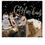 Cat’s fun house