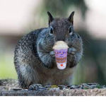 «SQUIRREL_GROUP»