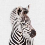 *- zee’s zebras -*